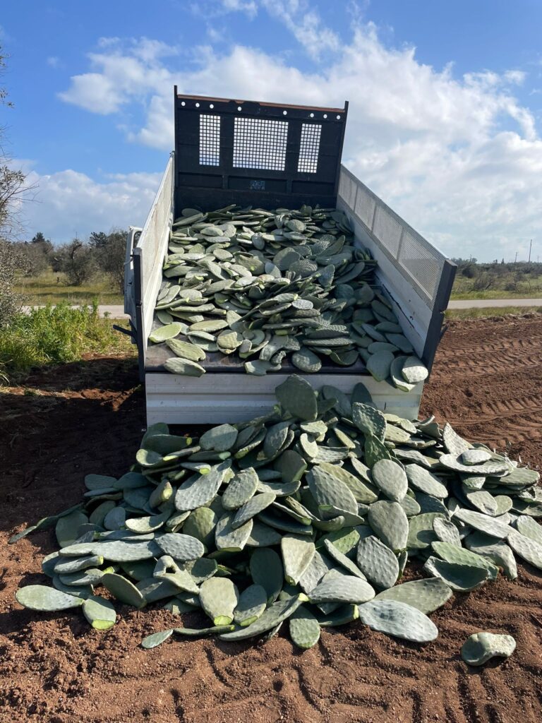 Wakonda cactus biogas